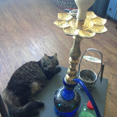 Курить будем на турке, пока ставил - на коврик успело примоститься коте, которое видимо фшоке от микса.